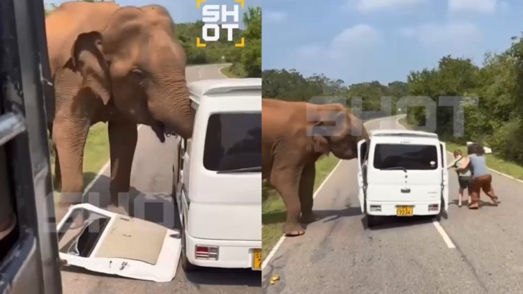 Σρι Λάνκα: Ελέφαντας επιτέθηκε σε όχημα με τουρίστες σε εθνικό πάρκο