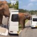 Σρι Λάνκα: Ελέφαντας επιτέθηκε σε όχημα με τουρίστες σε εθνικό πάρκο