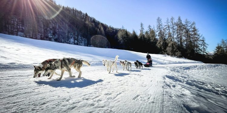 Γροιλανδία: Όταν τα έλκηθρα λένε «όχι» στον Τραμπ