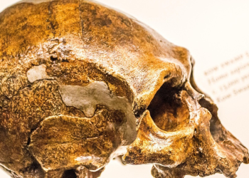 Νέα στοιχεία για τον αρχαιότερο πρόγονο του ανθρώπου