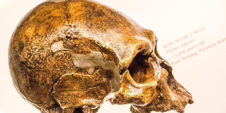 Νέα στοιχεία για τον αρχαιότερο πρόγονο του ανθρώπου