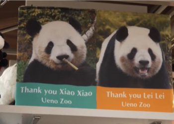 Ιαπωνία: Τα τελευταία Πάντα επιστρέφουν στην Κίνα (βίντεο)