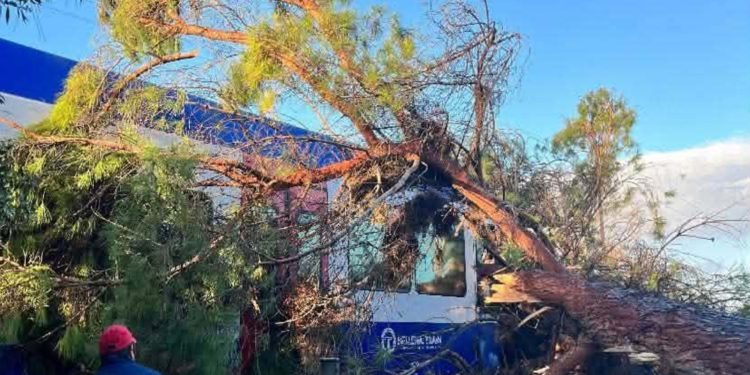 Πύργος: Δέντρο «καρφώθηκε» σε τρένο εν κινήσει