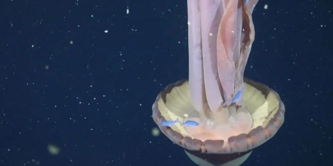 Αργεντινή: Εντοπίστηκε μέδουσα στο μέγεθος σχολικού λεωφορείου (βίντεο)