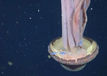 Αργεντινή: Εντοπίστηκε μέδουσα στο μέγεθος σχολικού λεωφορείου (βίντεο)