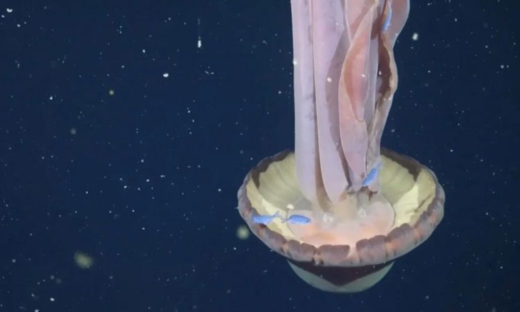 Αργεντινή: Εντοπίστηκε μέδουσα στο μέγεθος σχολικού λεωφορείου (βίντεο)